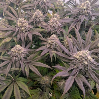 Biscotti Gelato (Fast Buds) Feminizowane