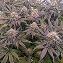 Biscotti Gelato (Fast Buds) Feminizowane