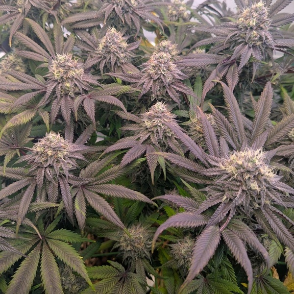 Biscotti Gelato (Fast Buds) Feminizowane