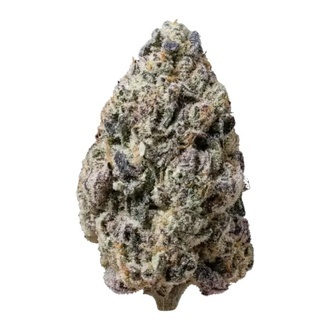 Biscotti Gelato (Fast Buds) Feminizowane