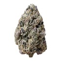 Biscotti Gelato (Fast Buds) Feminizowane