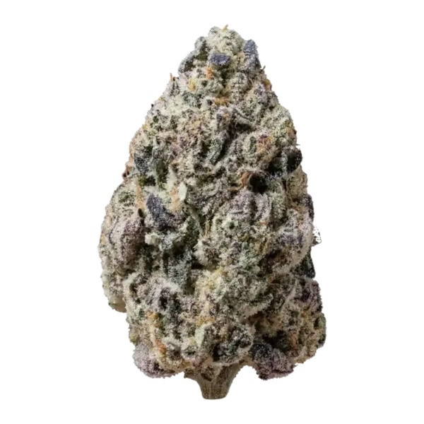 Biscotti Gelato (Fast Buds) Feminizowane