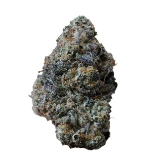 Gary Sherbet (FastBuds) feminizowane