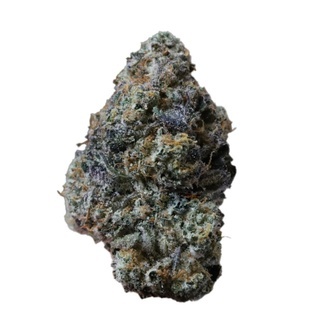 Gary Sherbet (Fast Buds) Feminizowane