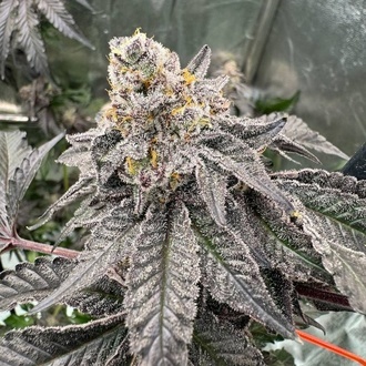 Gary Sherbet (Fast Buds) Feminizowane