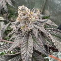 Gary Sherbet (Fast Buds) Feminizowane
