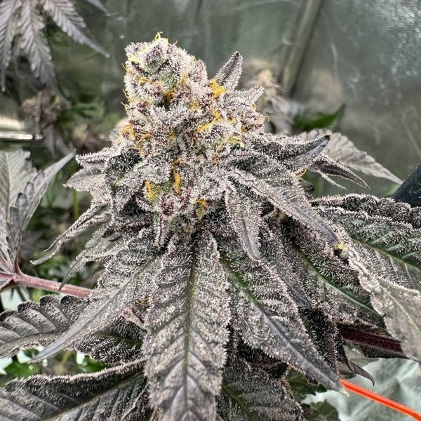 Gary Sherbet (Fast Buds) Feminizowane