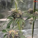 Gary Sherbet (Fast Buds) Feminizowane