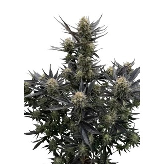 Guava Auto RF3 (Fast Buds) Feminizowane