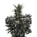 Guava Auto RF3 (Fast Buds) Feminizowane