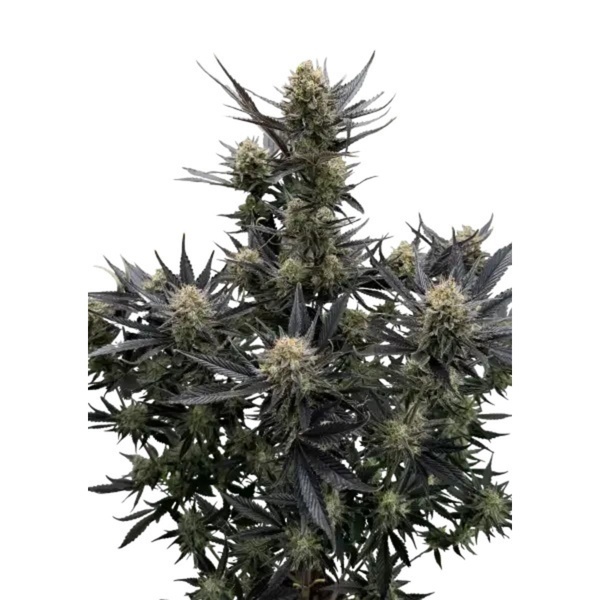 Guava Auto RF3 (Fast Buds) Feminizowane