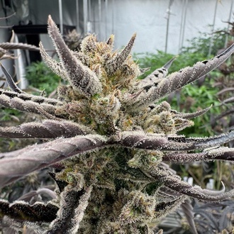 Guava Auto RF3 (Fast Buds) Feminizowane