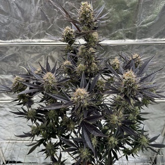 Guava Auto RF3 (Fast Buds) Feminizowane
