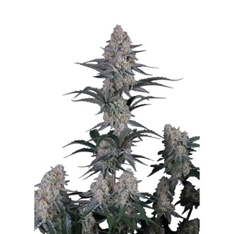 Guava Sundae Auto (FastBuds) feminizowane