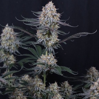 Guava Sundae Auto (Fast Buds) Feminizowane