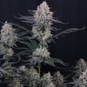Guava Sundae Auto (Fast Buds) Feminizowane