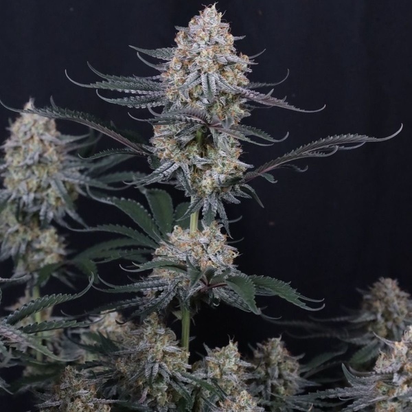 Guava Sundae Auto (Fast Buds) Feminizowane