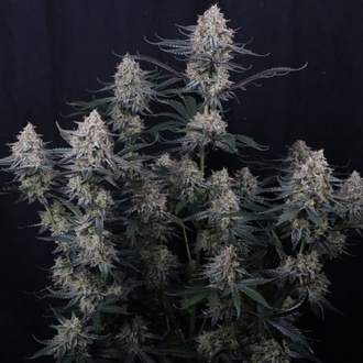 Guava Sundae Auto (Fast Buds) Feminizowane
