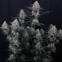 Guava Sundae Auto (Fast Buds) Feminizowane