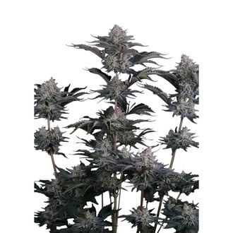 Mendo Frost Auto (Fast Buds) Feminizowane