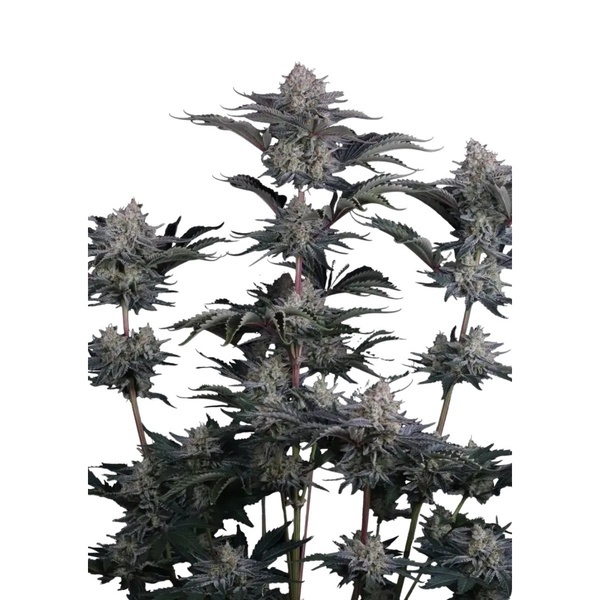 Mendo Frost Auto (Fast Buds) Feminizowane