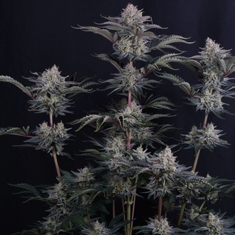 Mendo Frost Auto (Fast Buds) Feminizowane