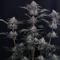 Mendo Frost Auto (Fast Buds) Feminizowane