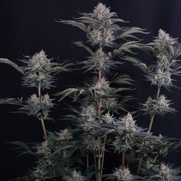 Mendo Frost Auto (Fast Buds) Feminizowane