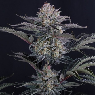Mendo Frost Auto (Fast Buds) Feminizowane