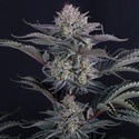 Mendo Frost Auto (Fast Buds) Feminizowane