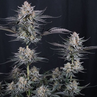 Mendo Guava Auto (Fast Buds) Feminizowane