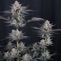 Mendo Guava Auto (Fast Buds) Feminizowane
