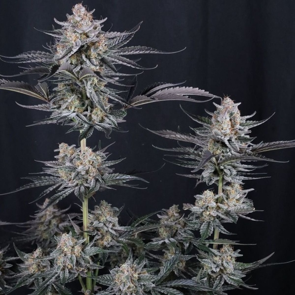 Mendo Guava Auto (Fast Buds) Feminizowane