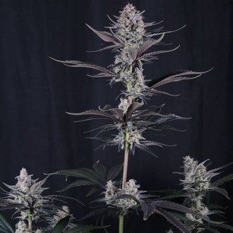 Mendo Guava Auto (Fast Buds) Feminizowane