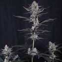 Mendo Guava Auto (Fast Buds) Feminizowane
