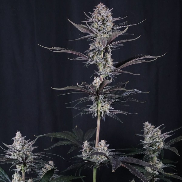 Mendo Guava Auto (Fast Buds) Feminizowane