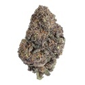 Papayton (Fast Buds) Feminizowane