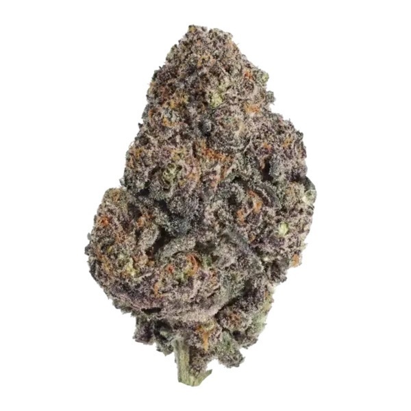 Papayton (Fast Buds) Feminizowane