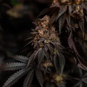 Papayton (Fast Buds) Feminizowane
