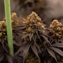 Papayton (Fast Buds) Feminizowane