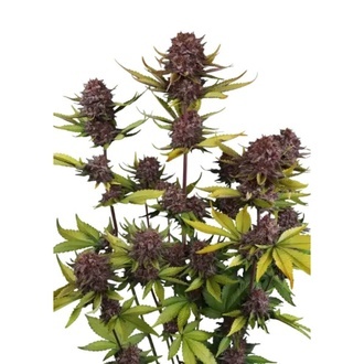 Purple Lemonade Auto RF3 (Fast Buds) Feminizowane