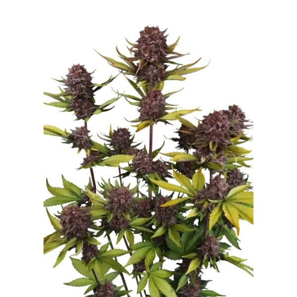 Purple Lemonade Auto RF3 (Fast Buds) Feminizowane