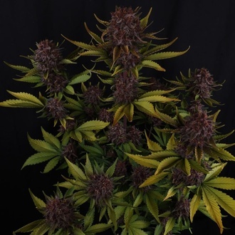 Purple Lemonade Auto RF3 (Fast Buds) Feminizowane