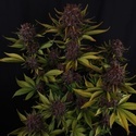 Purple Lemonade Auto RF3 (Fast Buds) Feminizowane