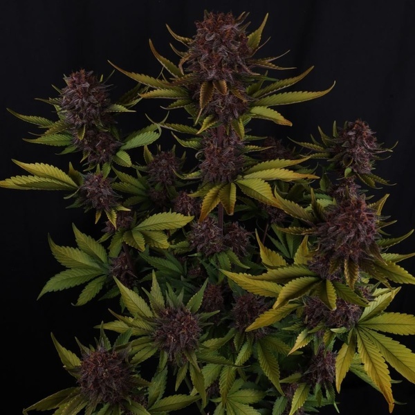 Purple Lemonade Auto RF3 (Fast Buds) Feminizowane