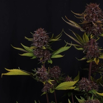 Purple Lemonade Auto RF3 (Fast Buds) Feminizowane