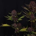 Purple Lemonade Auto RF3 (Fast Buds) Feminizowane
