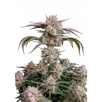Strawberry Gorilla Auto RF3 (Fast Buds) Feminizowane