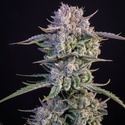 Strawberry Gorilla Auto RF3 (Fast Buds) Feminizowane