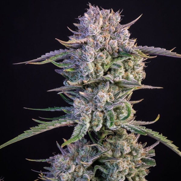 Strawberry Gorilla Auto RF3 (Fast Buds) Feminizowane